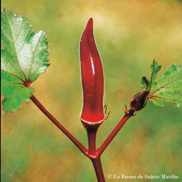 Hibiscus esculentus Red Burgundy - Okra