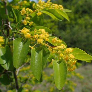 Paliurus spina-christi - Marruca