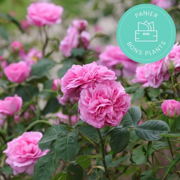 Cestini antispreco di Rose di Promesse de fleurs