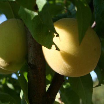 Pesco di vigna bianca Bio