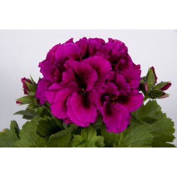 Pelargonium Burghi