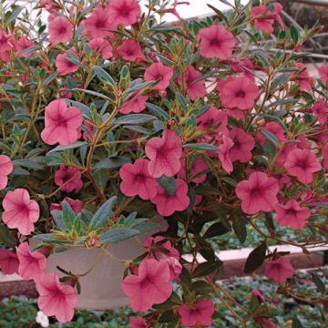 Calibrachoa Million Bells cosmos pink - Petunia nana