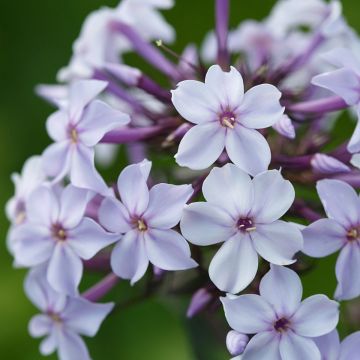 Phlox paniculata Flame Marine