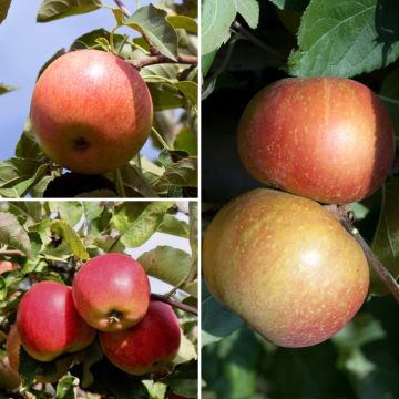 Melo Mix Elstar - Jonagold - Roter Boskoop