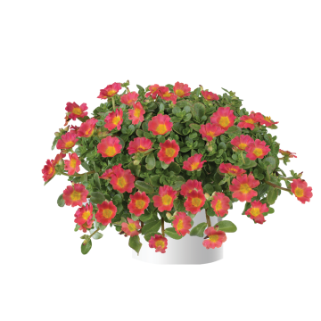 Portulaca Pazzaz Nano Hot Pink