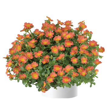 Portulaca Pazzaz Nano Orange