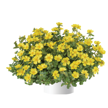 Portulaca Pazzaz Nano Yellow