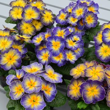 Primula acaulis Fireflies