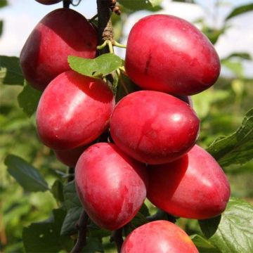 Prugna Mirabelle Ruby