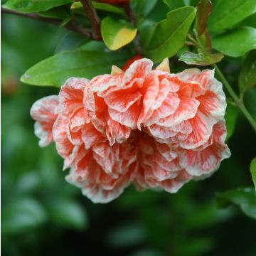 Punica granatum California Sunset - Melograno