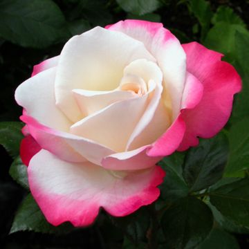 Rosa ad alberello Nostalgie