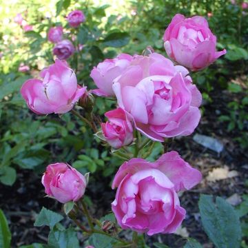 Rosa antica Maman Turbat
