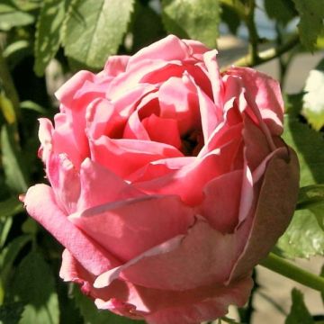 Rosa rampicante Coral Dawn