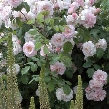 Rosa antica Cornelia