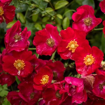 Rosa tappezzante Alcantara (NOAre)