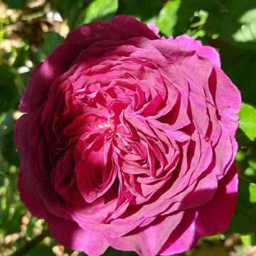 Rosa tappezzante Purple Voluptia
