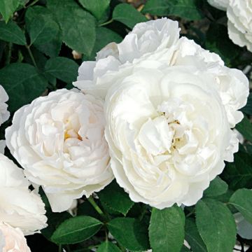 Rosa rampicante Waltz