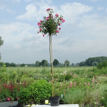 Rosa ad alberello Magic Meillandecor