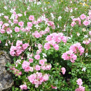 Rosa ad alberello Mareva