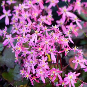 Saxifraga cortusifolia Black Ruby - Sassifraga