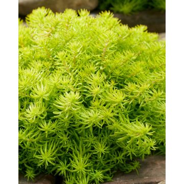 Sedum SunSparkler Angelina's Teacup