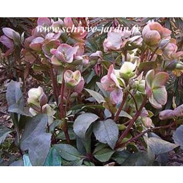 Helleborus nigercors Silvermoon - Elleboro