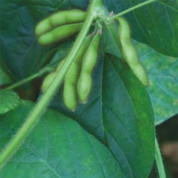 Glycine hispida - Soia