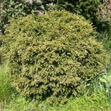 Taxus baccata - Tasso comune
