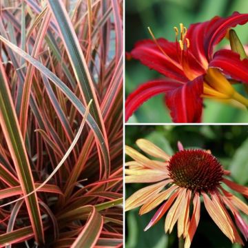 Collezione di piante perenni Arancio e Porpora