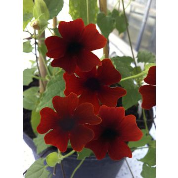 Susanna dagli occhi neri Sunny Suzy Brownie - Thunbergia alata