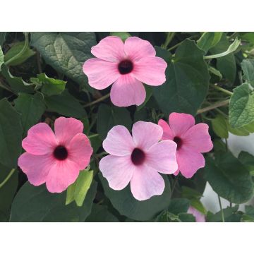 Susanna dagli occhi neri Sunny Suzy Rose Sensation - Thunbergia alata