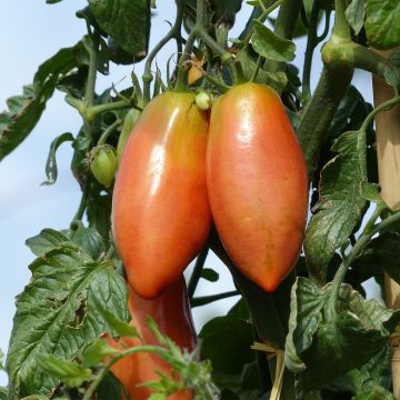 Pomodoro a forma allungata Cornabel F1