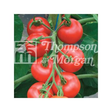 Pomodoro Matina