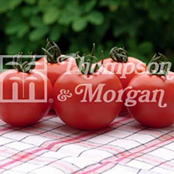 Pomodoro Orkado