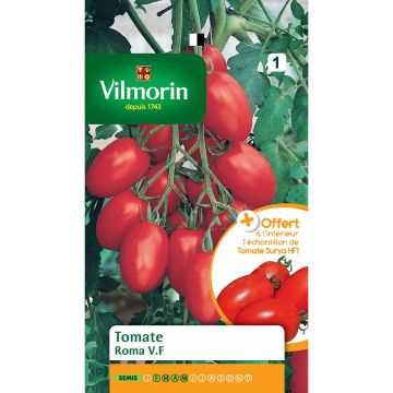 Pomodoro lungo Roma V.F