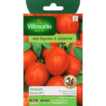 Pomodoro ciliegino/datterino Surya