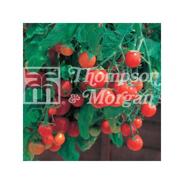 Pomodoro ciliegino/datterino Tumbling Tom Red