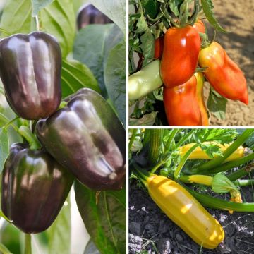Trio terrazza produttiva con pomodoro, zucchina e peperone