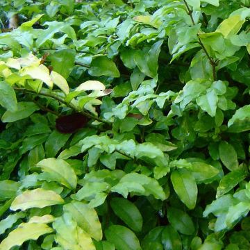 Ligustrum ovalifolium Lemon Lime - Ligustro a foglie ovali