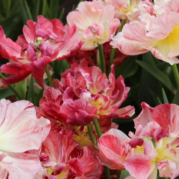 Tulipano Diversen 17th Century