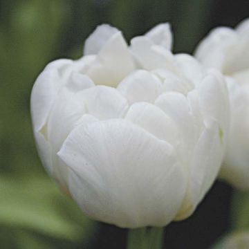 Tulipano Evita
