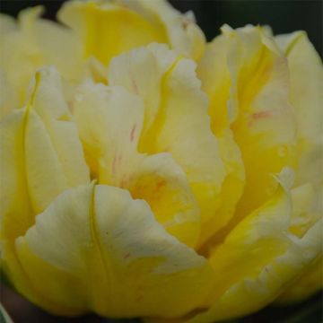 Tulipano Monte Beau