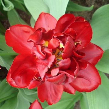 Tulipano Matrix