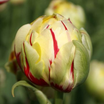 Tulipano Glamour