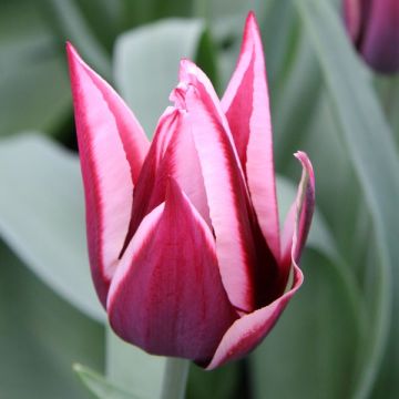 Tulipano Trionfo Rajka