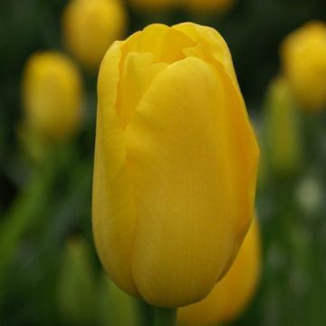 Tulipano Roi du Midi