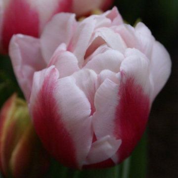 Tulipano Wirosa