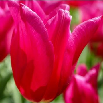 Tulipano Giglio Marietta
