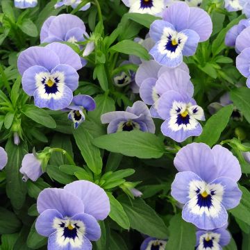 Viola cornuta Xp Sorbet Marina