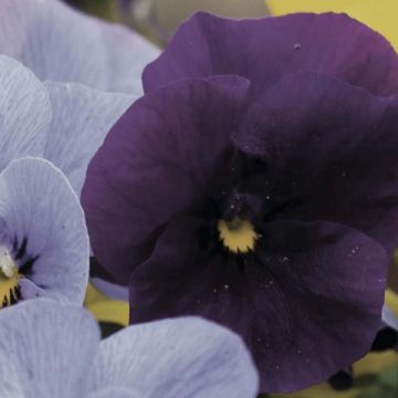 Viola cornuta Violet